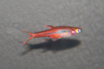 Boraras Brigitae